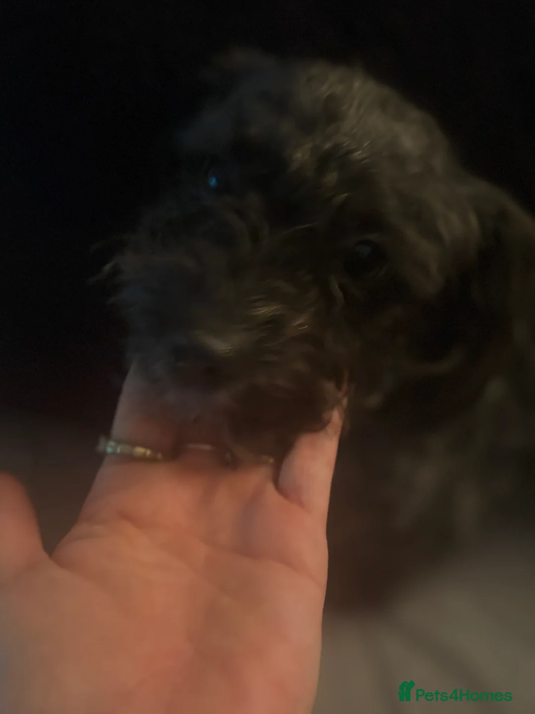 Mixed Breed dogs for sale: 16 month old shi zue - Advert 3