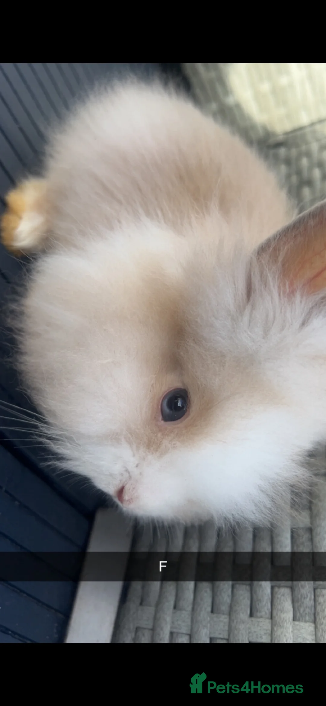 Lionhead rabbits for sale: Double maned Lionhead  - Advert 2