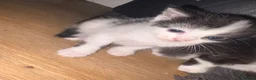 Domestic Shorthair cats for sale: 5 beautiful kittens for sale in Wigan - Advert 11