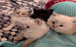 Ragdoll cats for sale: Ragdoll  - Image 4