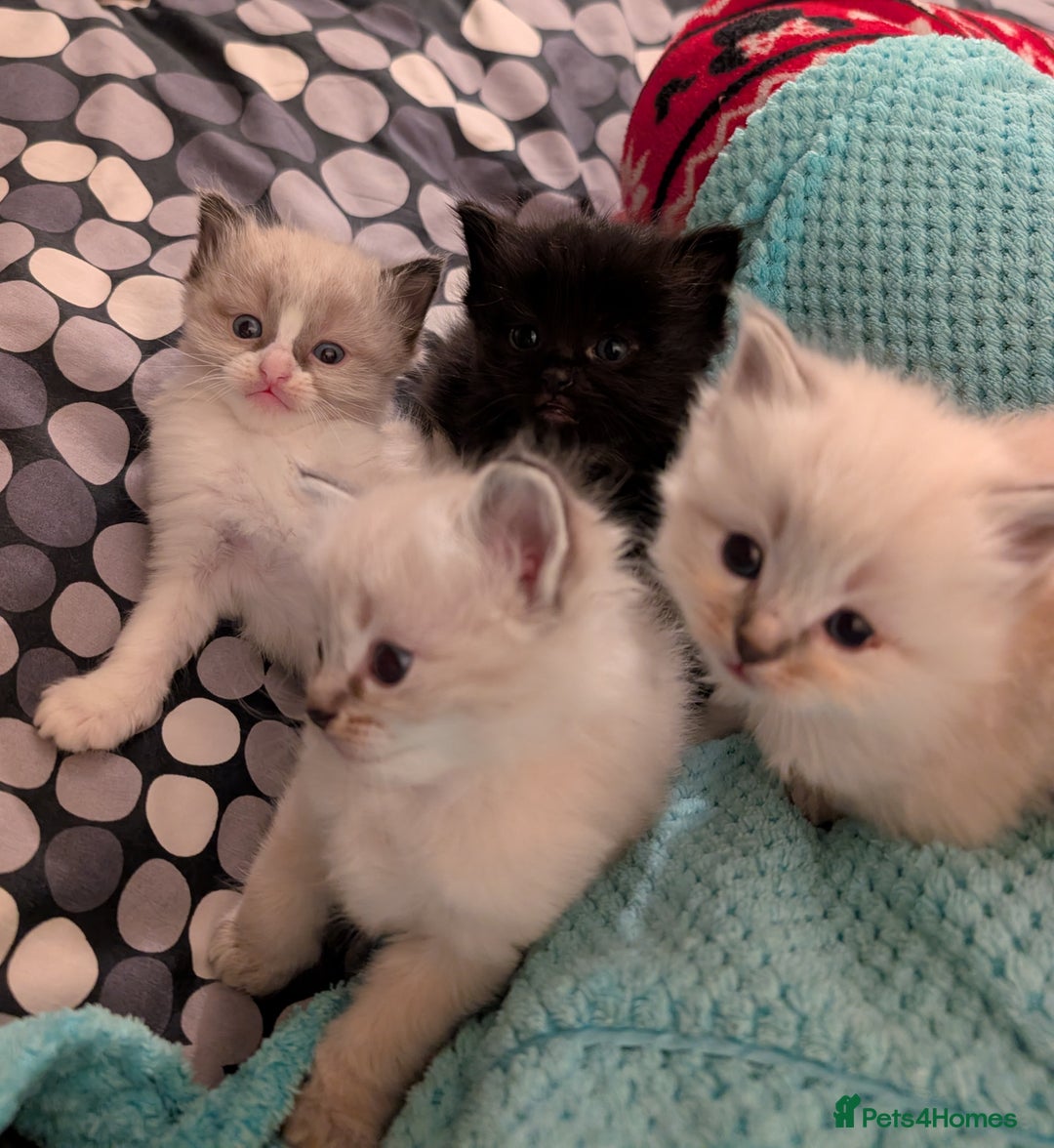 Ragdoll cats for sale: Ragdoll  - Image 4