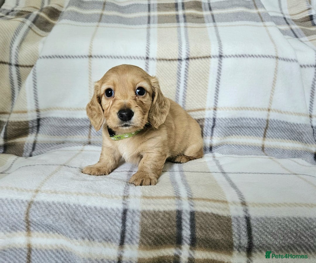 Miniature Dachshund dogs for sale: Beautiful long haired mini dachshunds  in Peterborough - Image 5