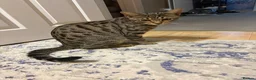 Bengal cats for sale: 7Month Old Bengal Boy Looking for His Forever Home - Advert 3