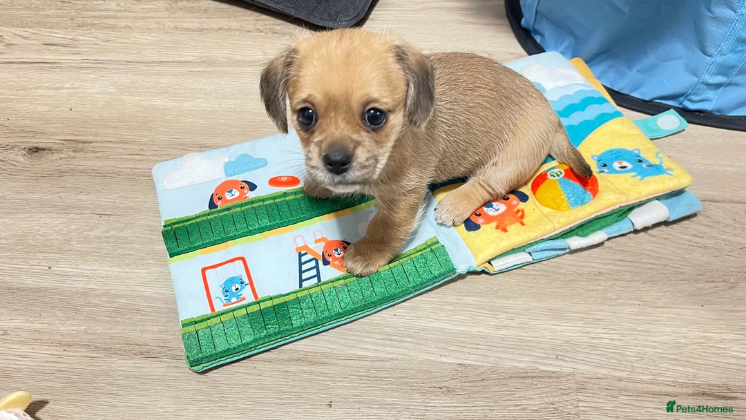Shih Tzu dogs for sale: 2 adorable little imperial Shih tzus boys - Image 2