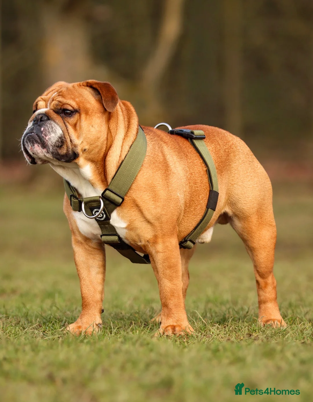 English Bulldog dogs for stud: KC health tested standard red male  - Advert 4