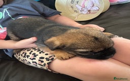Border Terrier dogs for sale: Stunning litter of 4 border terrier puppies KC reg - Image 10