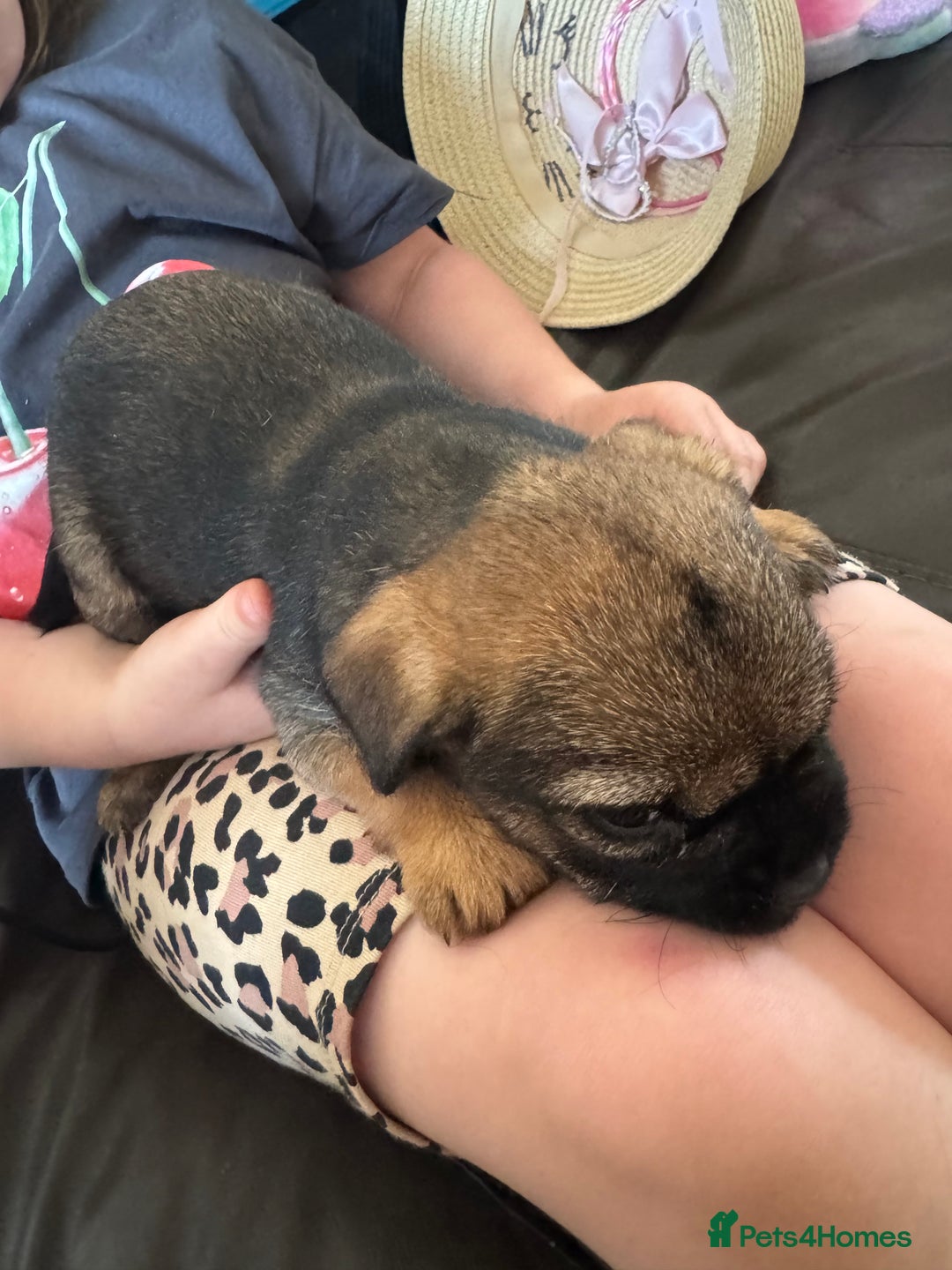 Border Terrier dogs for sale: Stunning litter of 4 border terrier puppies KC reg - Image 10