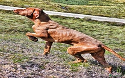 Hungarian Vizsla dogs for stud: Wirehaired Vizsla Dog at Stud - Image 4