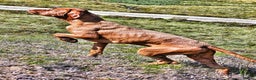 Hungarian Vizsla dogs for stud: Wirehaired Vizsla Dog at Stud - Advert 4