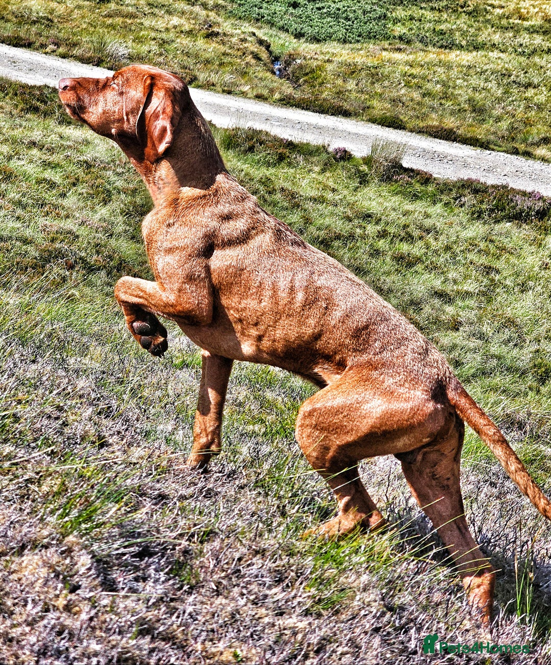Hungarian Vizsla dogs for stud: Wirehaired Vizsla Dog at Stud - Image 4