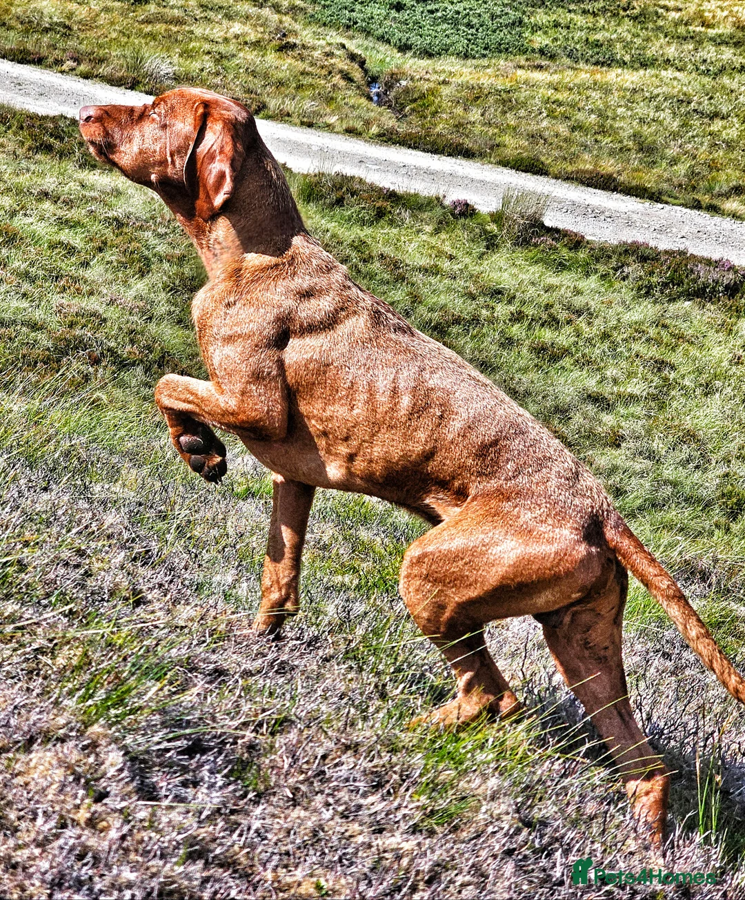 Hungarian Vizsla dogs for stud: Wirehaired Vizsla Dog at Stud - Advert 4