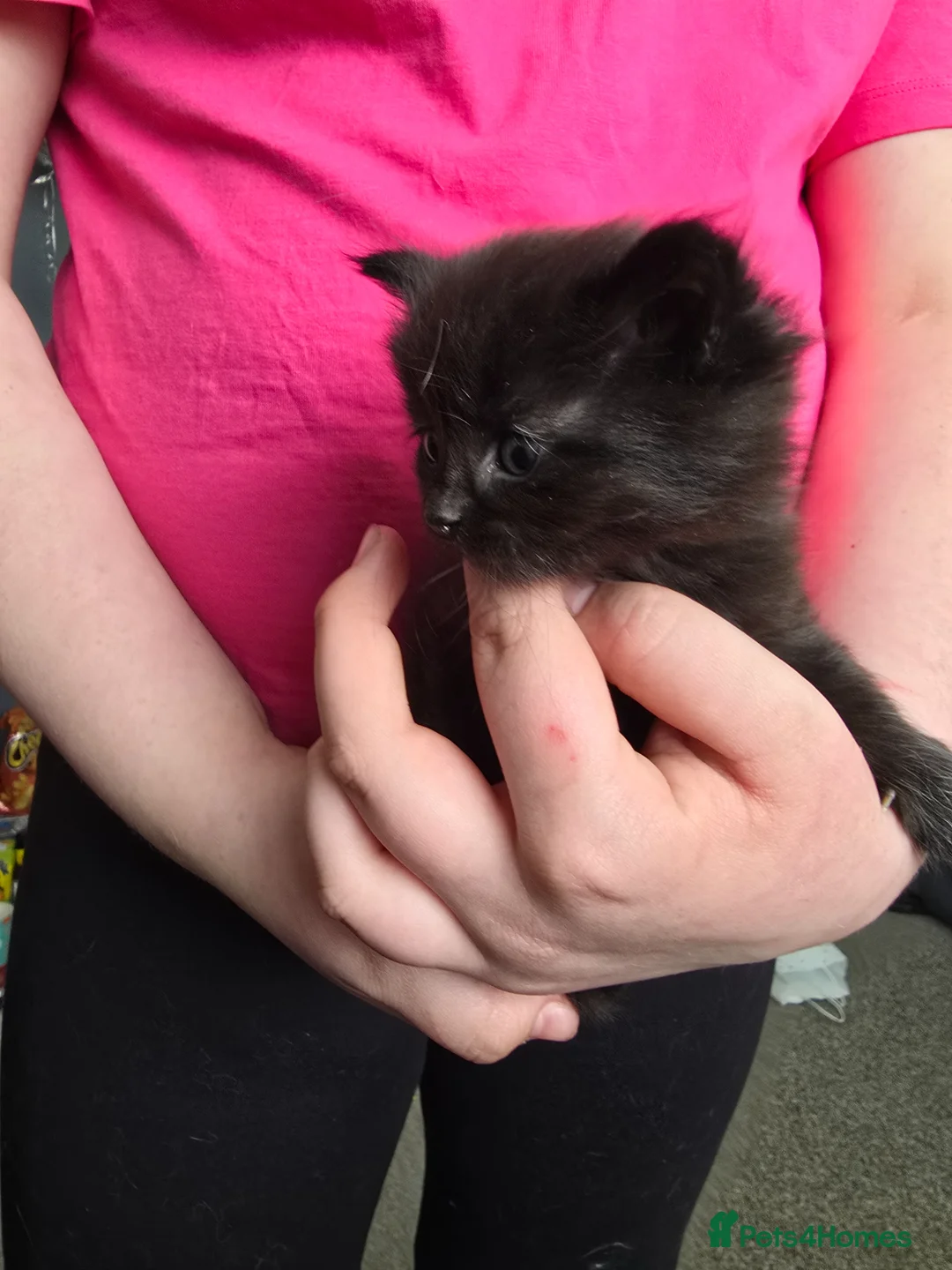 Maine Coon cats for sale: Half mainecoon kittens - Advert 5