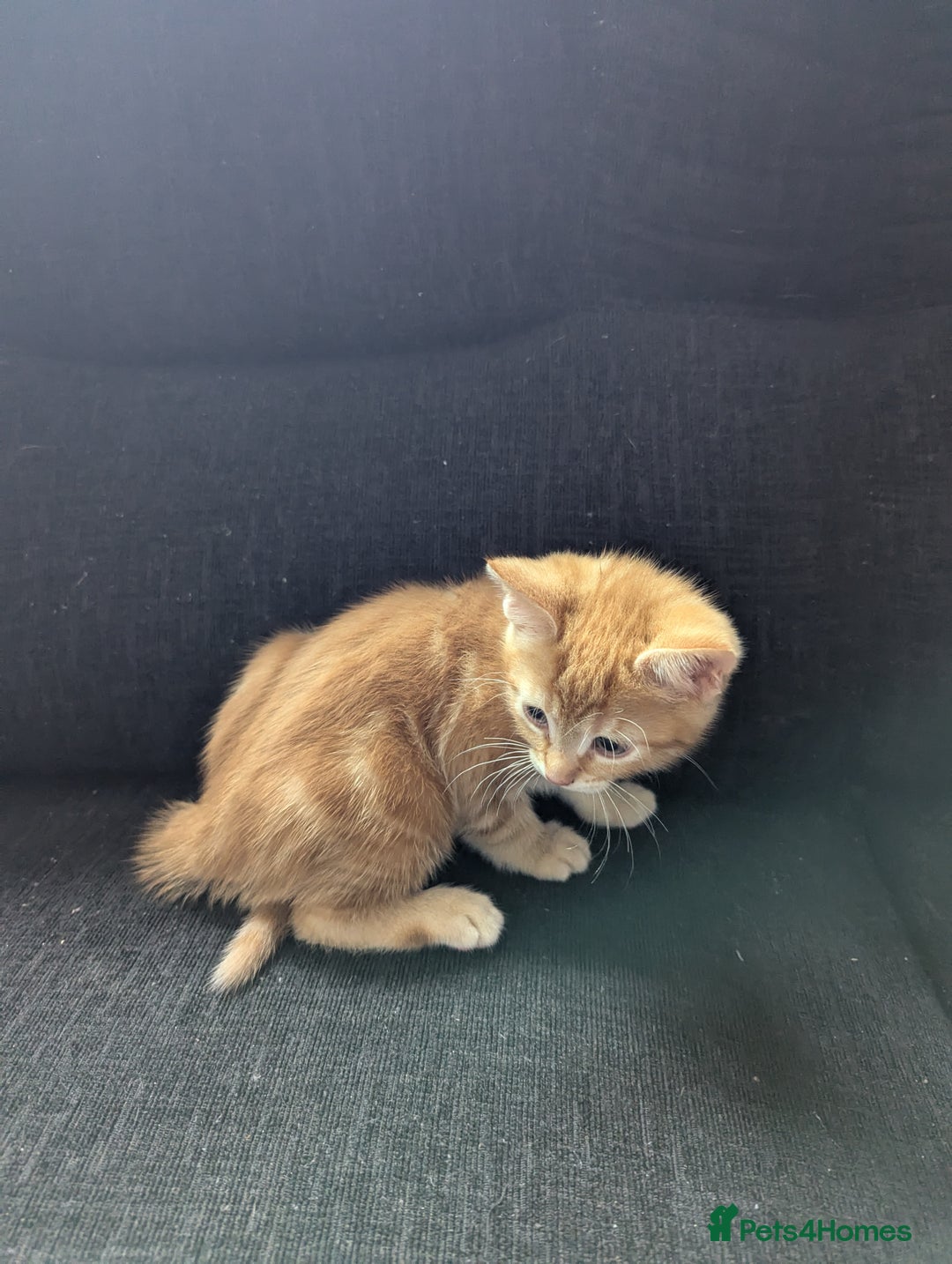 Manx cats for sale: Manx/Calico kittens for sale  - Image 11