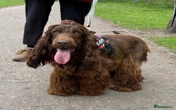 Cocker Spaniel dogs for sale: Show cocker spaniels  - Image 12