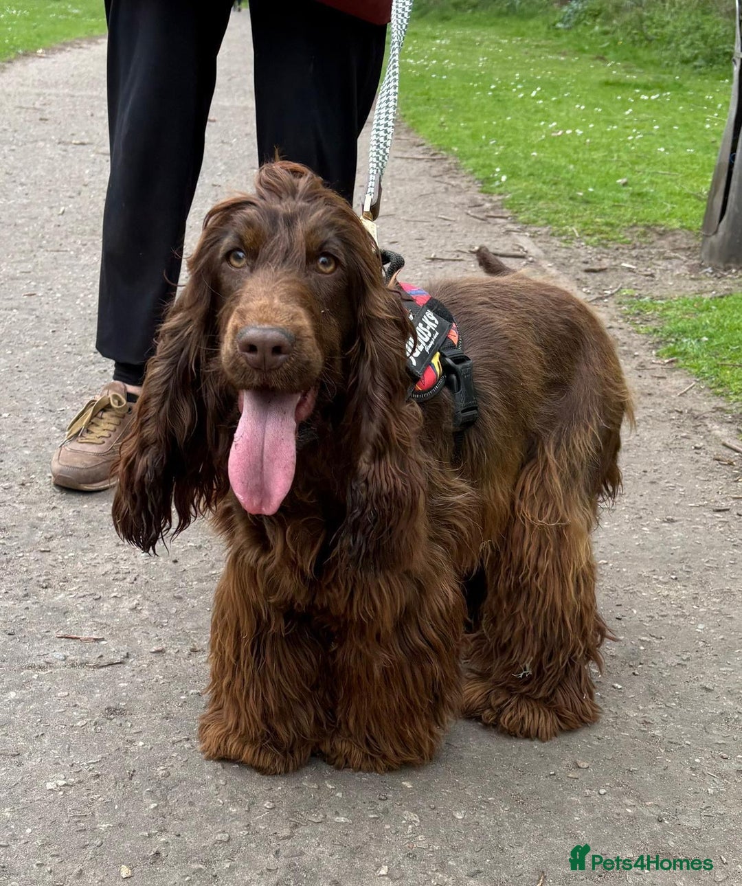Cocker Spaniel dogs for sale: Show cocker spaniels  - Image 12