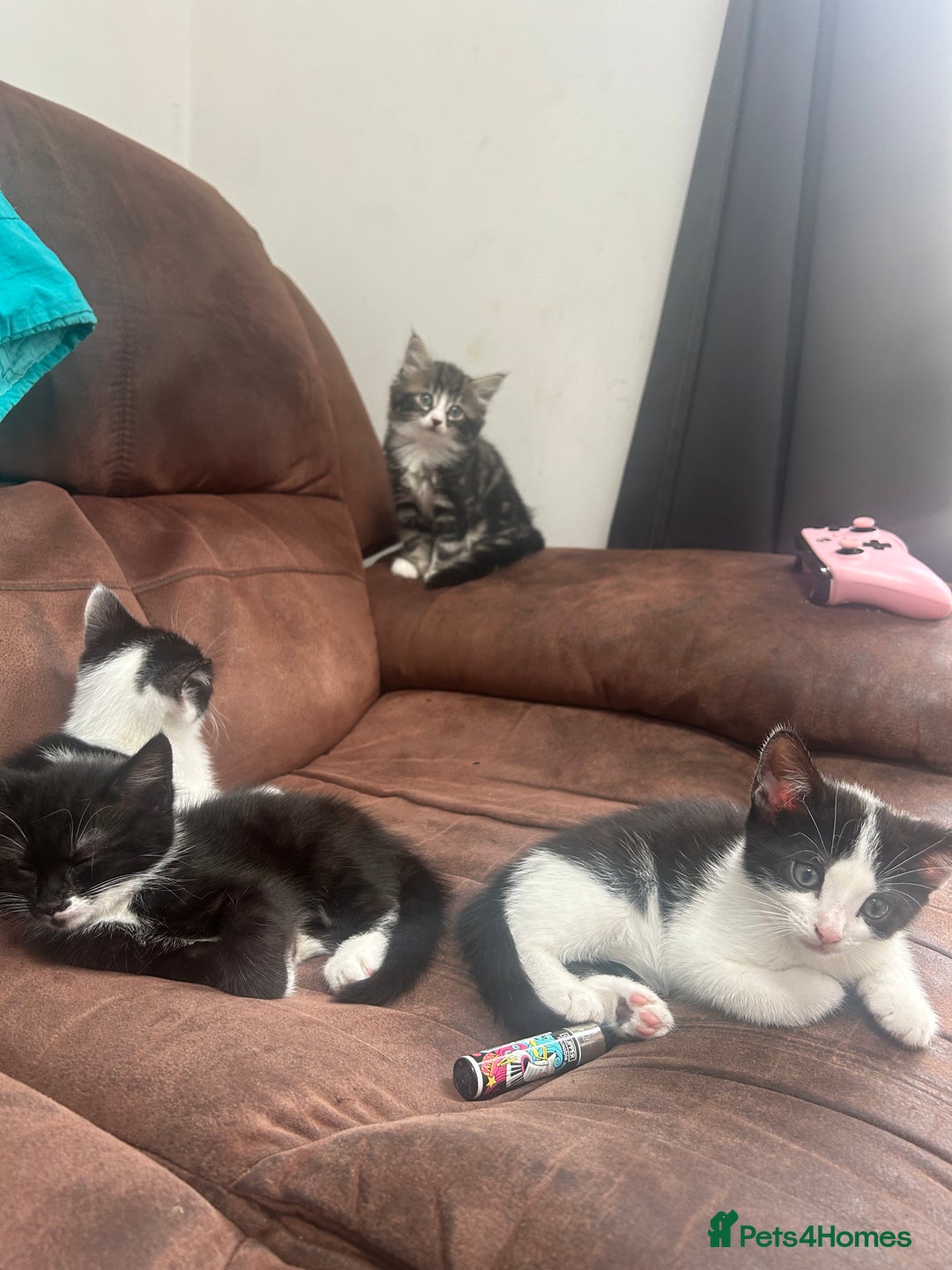 British Shorthair cats for sale: Fluffy 9-Week-Old Kittens – 1 Girl & 3 Boys Ready - Image 1