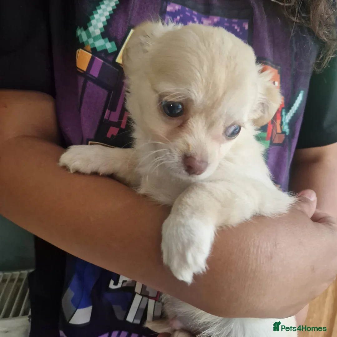 Chihuahua dogs for sale: Long coat Chihuahua puppies  - Advert 9