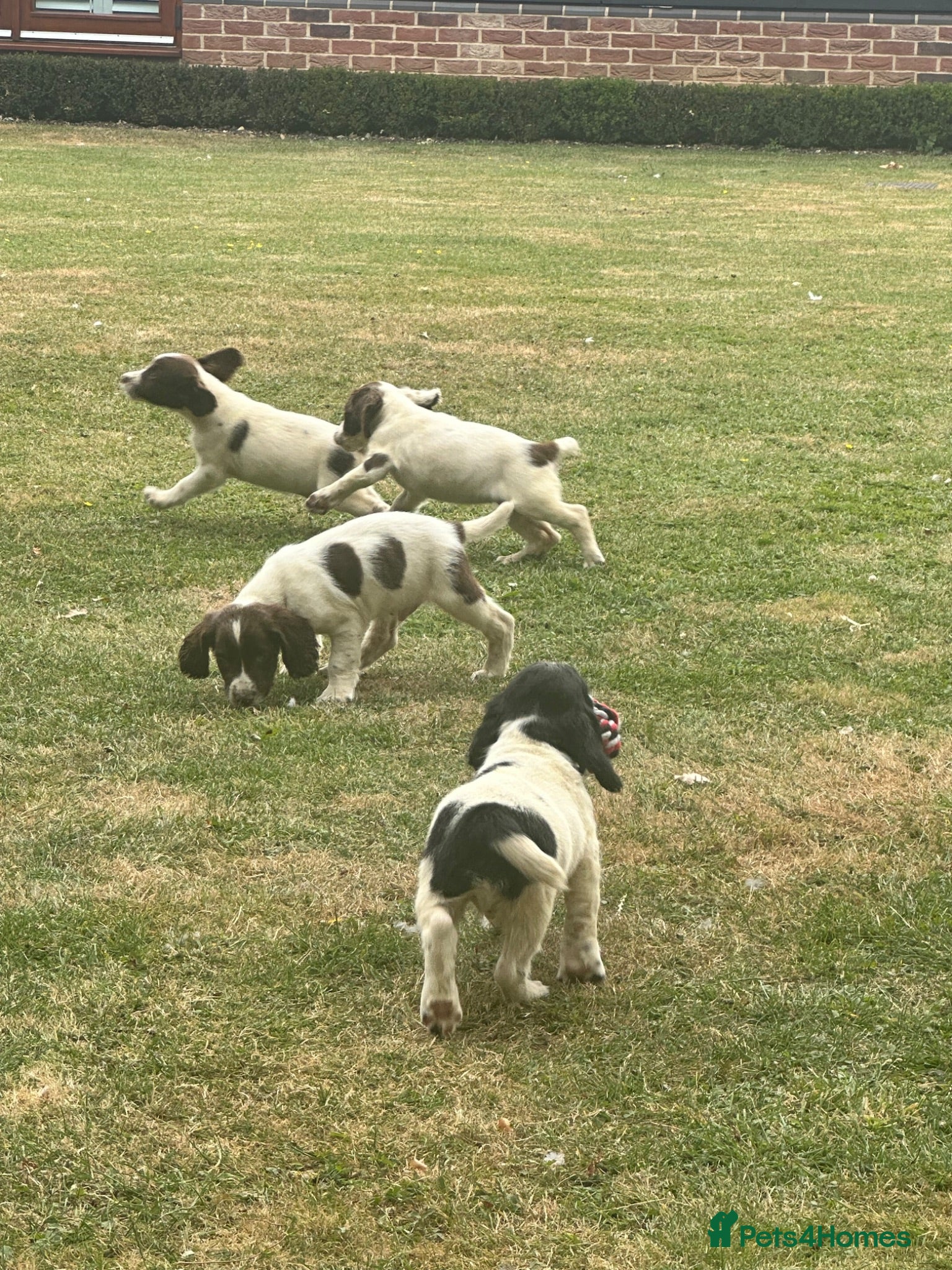 English Springer Spaniel dogs KCspringer spaniels ready next week Saturday - Advert 3