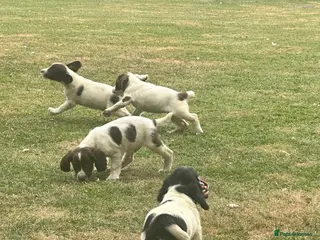 English Springer Spaniel dogs KCspringer spaniels ready next week Saturday - Advert 3