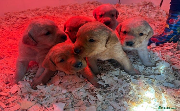 Labrador Retriever dogs - Advert 2