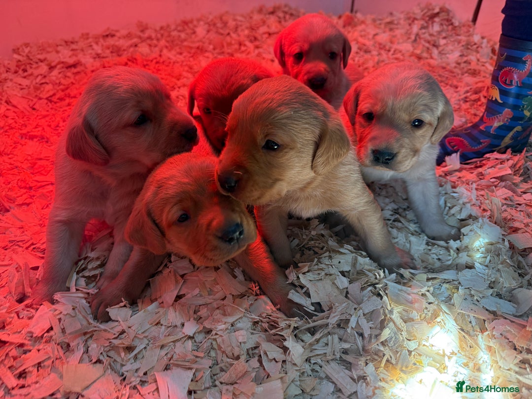 Labrador Retriever dogs for sale: Gorgeous KC Labrador puppies  - Image 7