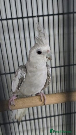 Cockatiels birds - Advert 13