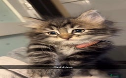 Ragdoll cats for sale: Ragdoll kitten (Girl)  - Image 2