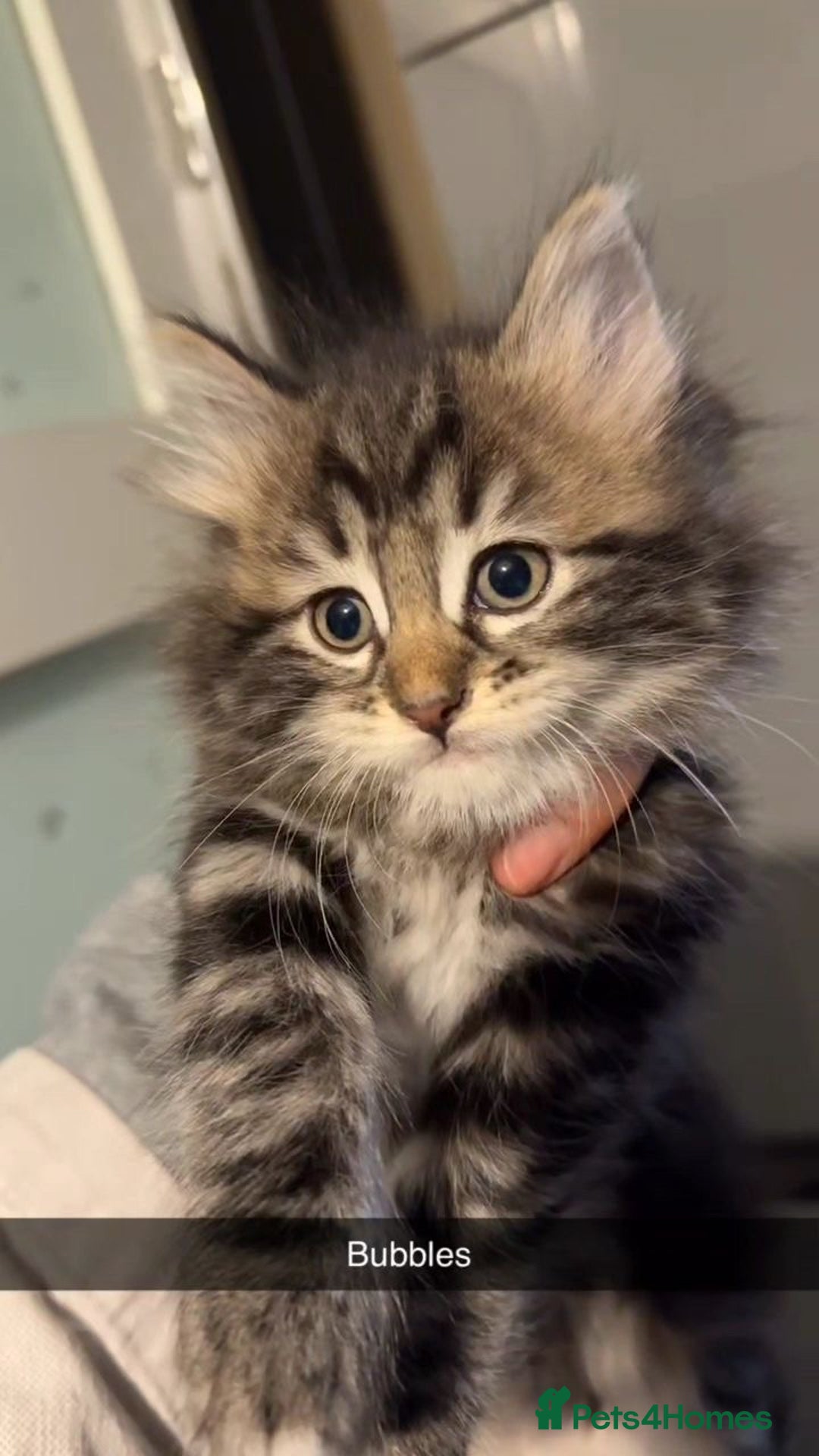 Ragdoll cats for sale: Ragdoll kitten (Girl)  - Image 2