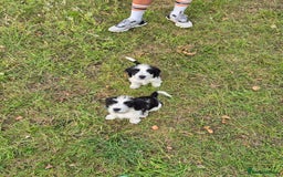 Mixed Breed dogs for sale: 2 beautiful babies - Image 2