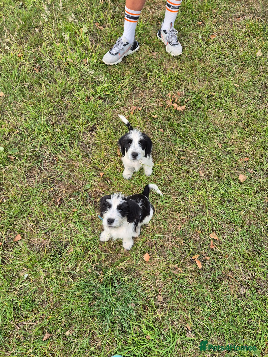 Mixed Breed dogs for sale: 2 beautiful babies - Image 2