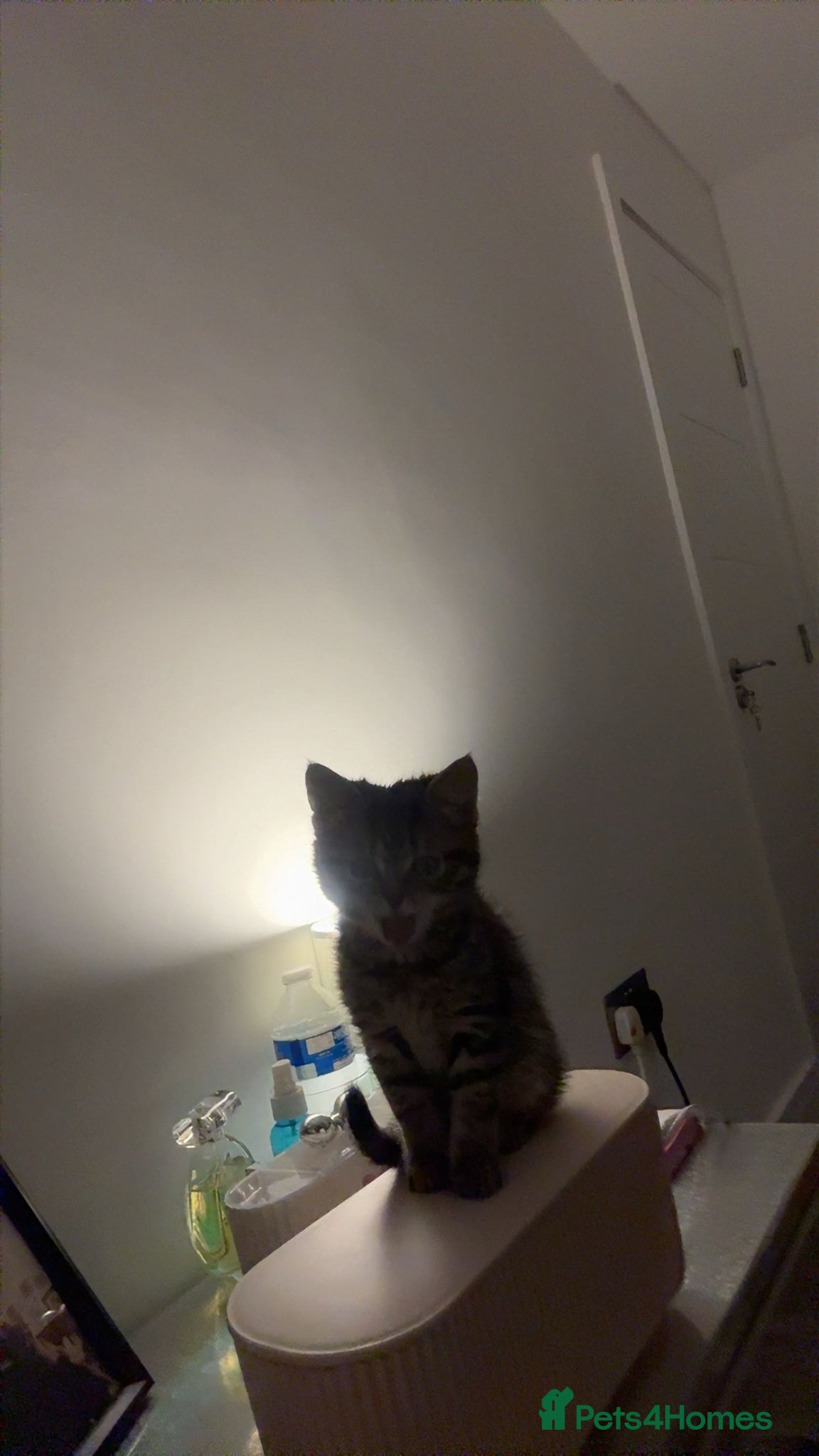 British Shorthair cats for sale: British tabby kitten for sale (Shanti) - Advert 6