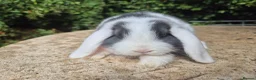 Mini Lop rabbits for sale: 🍓Gorgeous mini lop babies 🍓 - Advert 12