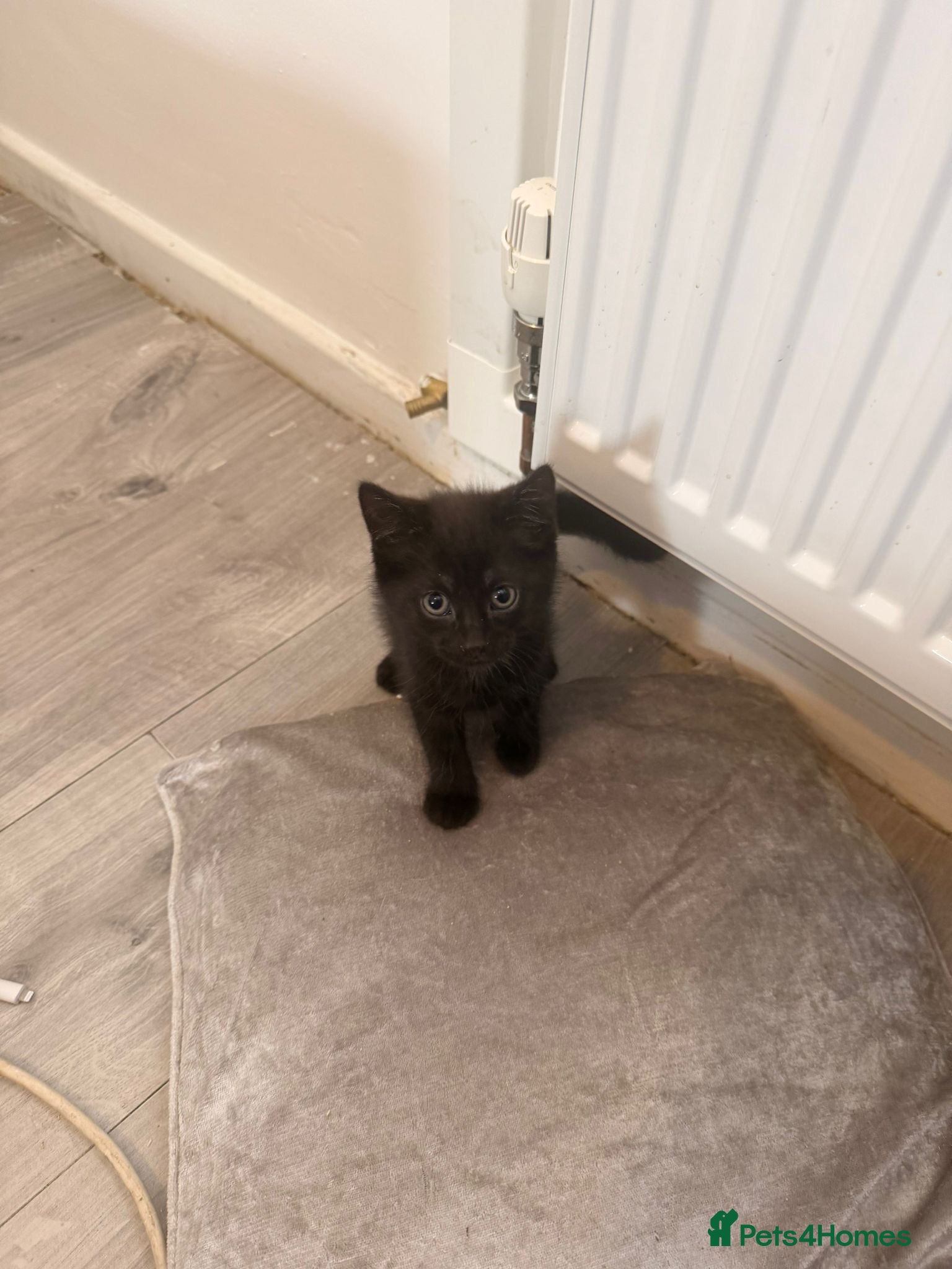 Mixed Breed cats One Black male kitten left - Advert 3