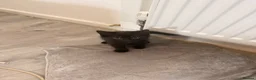 Mixed Breed cats for sale: One Black male kitten left in Swindon - Advert 1