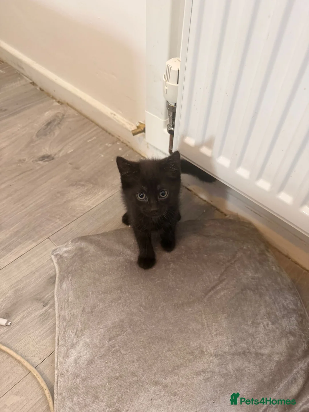 Mixed Breed cats for sale: One Black male kitten left in Swindon - Advert 1
