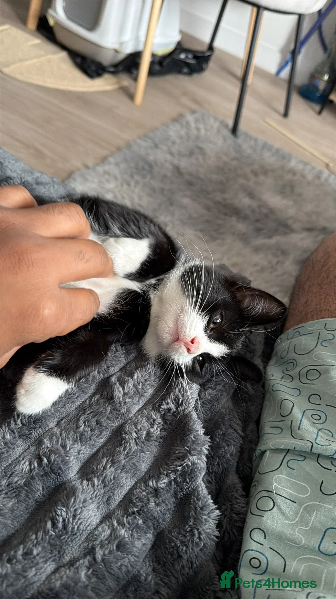 Mixed Breed cats for sale: Beanie  - Advert 5