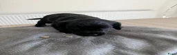 Cocker Spaniel dogs for sale: Gorgeous cocker spaniel (worker) girls - Advert 8