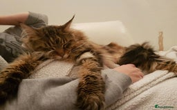 Maine Coon cats for sale: 11 year old Maine coon girl for rehome - Image 25