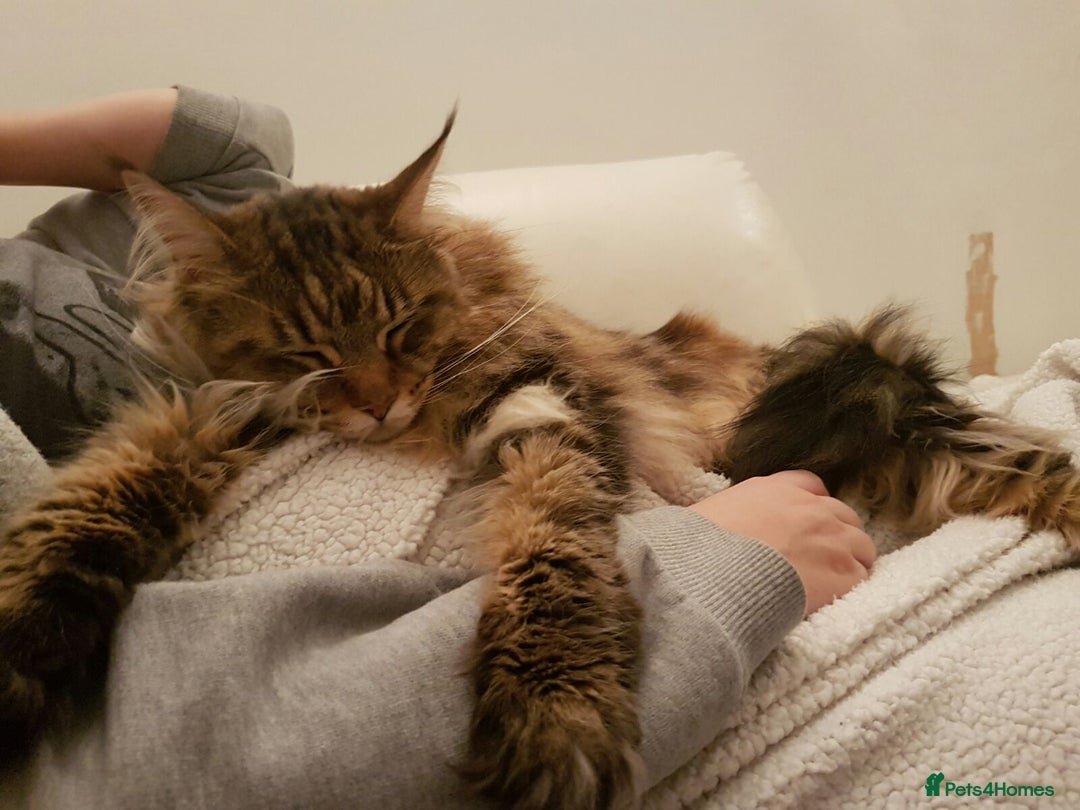 Maine Coon cats for sale: 11 year old Maine coon girl for rehome - Image 25