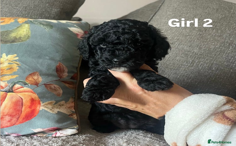 Cockapoo dogs - Advert 2