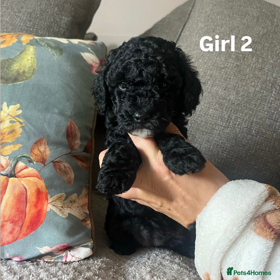 Cockapoo dogs for sale: F2 cockapoo puppies  - Image 3