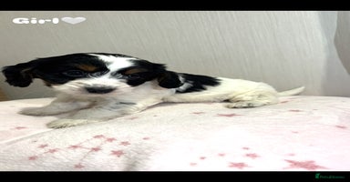 Cockapoo dogs - Advert 11