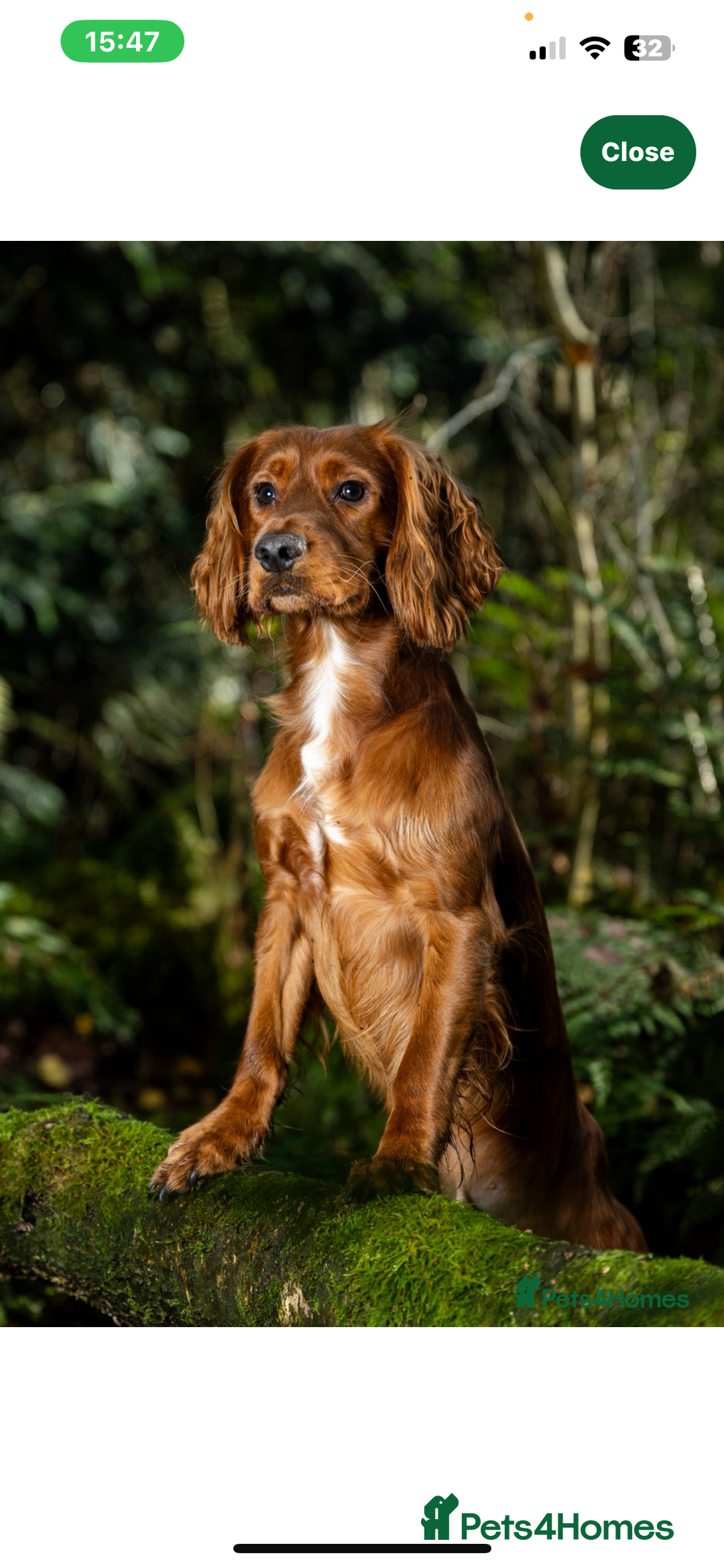Cocker Spaniel dogs for sale: Cocker spaniel pups for sale  - Advert 2