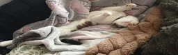 Mixed Breed cats for sale: Narla  - Advert 7