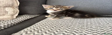 Mixed Breed Kitten 3