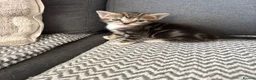 Mixed Breed cats for sale: Stunning kittens ♥️🐱🐱🐱 - Advert 2
