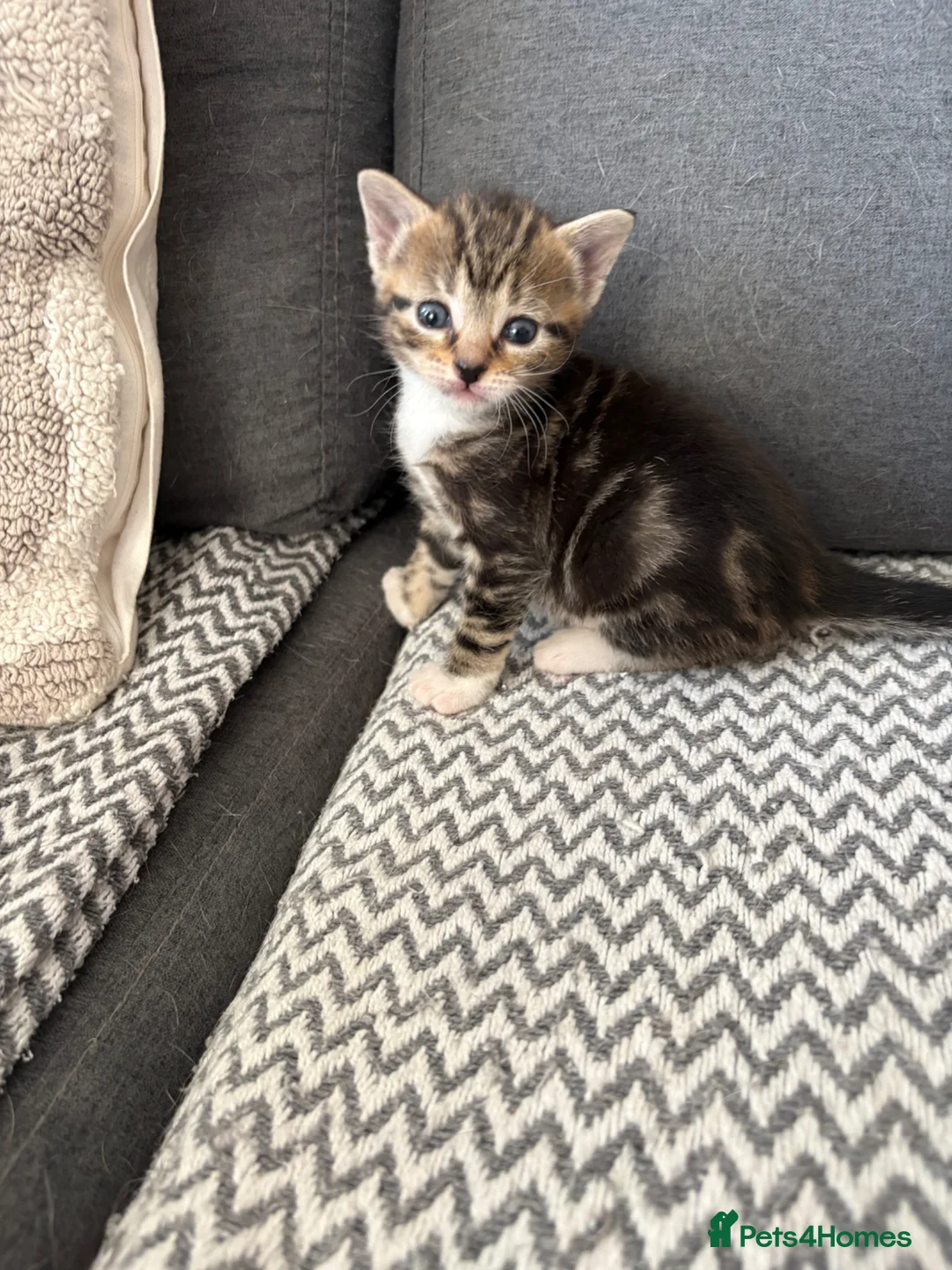 Mixed Breed cats for sale: Stunning kittens ♥️🐱🐱🐱 - Advert 2