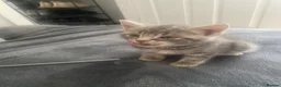 Mixed Breed cats for sale: Mixed breed kittens  - Advert 8