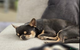 Chihuahua dogs for sale: Kc long haired chihuahua puppy  - Image 6