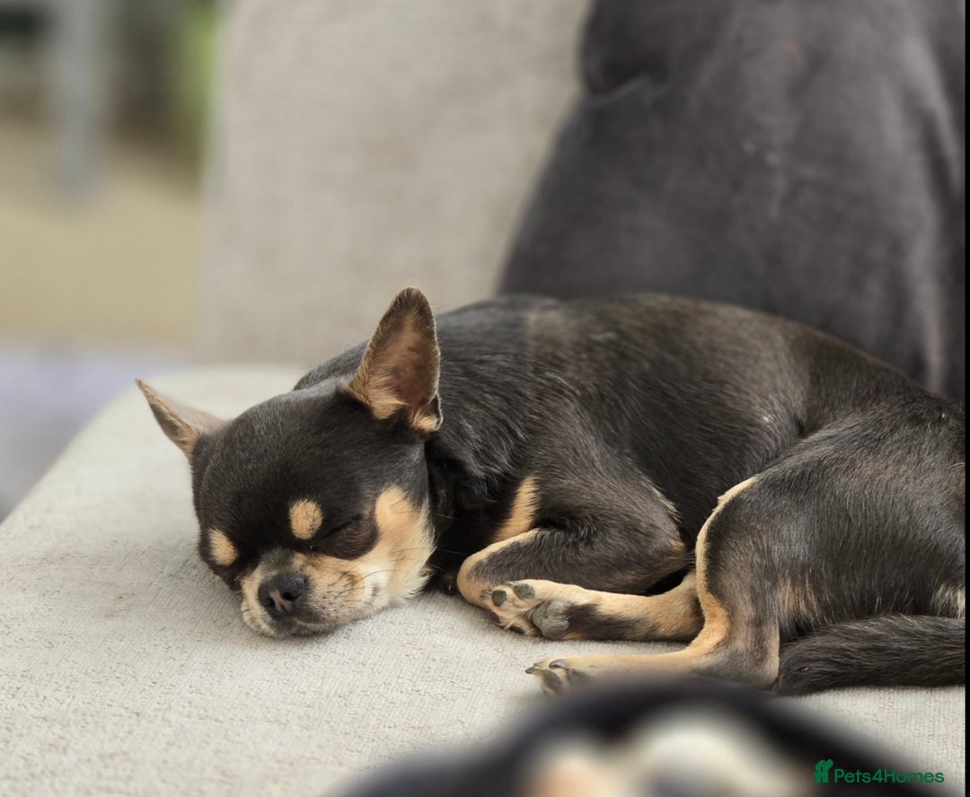 Chihuahua dogs for sale: Kc long haired chihuahua puppy  - Image 6